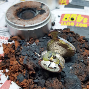 Sunshine Coast UnEarthed workshop BEGINNERS 2026